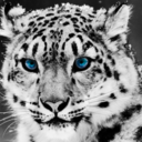 Avatar utente